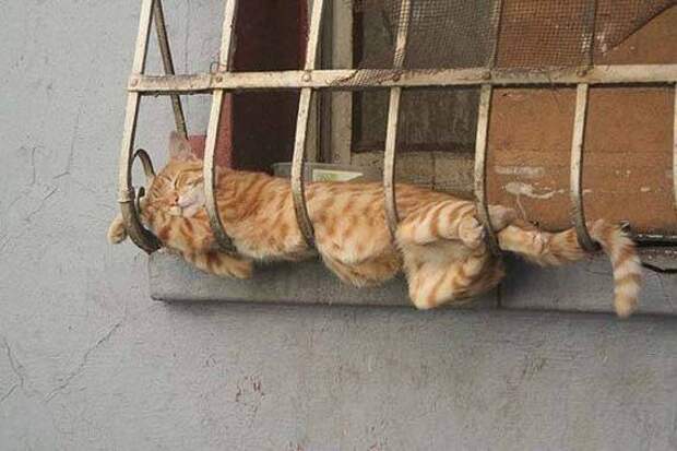 Как спят коты коты, спят
