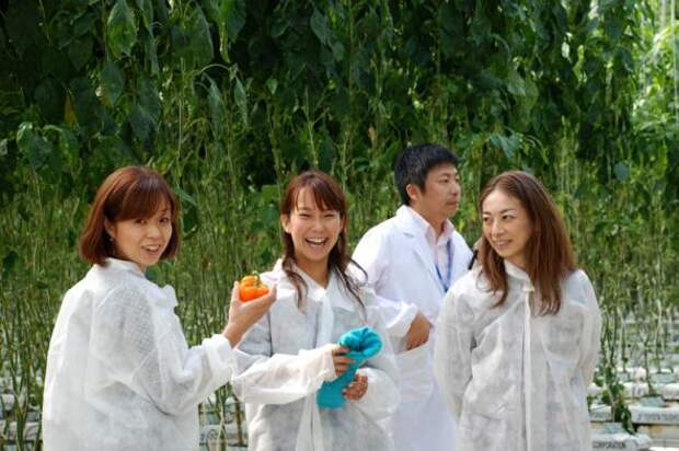 Почему китайцы в России выращивают помидоры на запрещенных удобрениях и химикатах