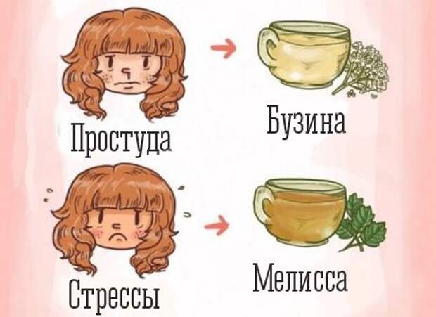Предназночение трав 2