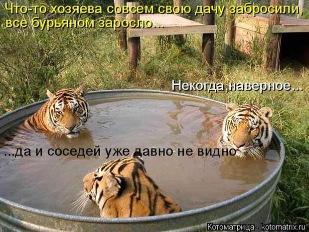 Лучшие котоматрицы недели