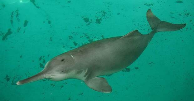 12. Китайский речной дельфин вымерли, животные, история, человек
