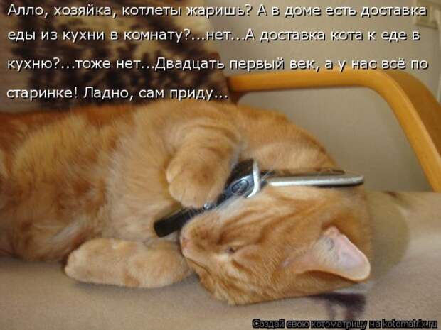 Лучшие котоматрицы недели (50 фото)