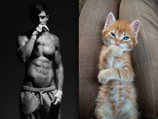 коты воссоздают фотографии, коты кошки фотографии моделей, коты повторяют фото моделей