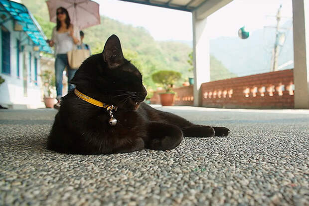 Хоутонг, Тайвань животные, коты