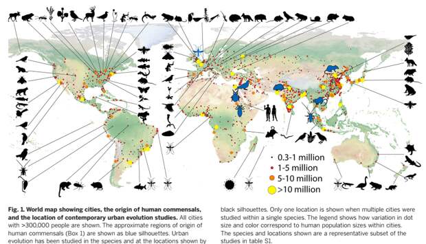 Размеры городских ареалов, происхождение основных синантропных видов птиц и млекопитающих, места исследований микроэволюционных процессов, отмеченных в предыдущей таблице. Источник тот же.