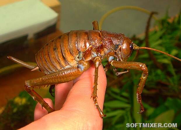 Mahoenui_Giant_Weta__Deinacrida_mahoenui