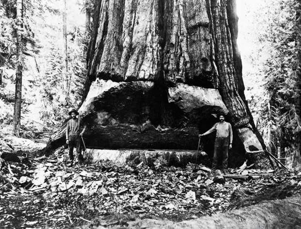 Когда деревья были большими: 1892-1937: американские лесорубы история, лесорубы, сша