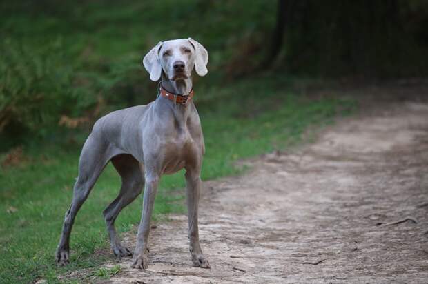 Дрессируется хорошо, но требует особых условий. /Фото: huntingdog.ru