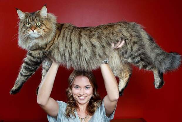 самые огромные кошки
