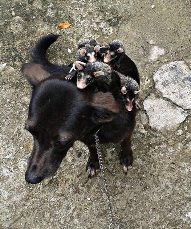 dog-adopts-opossums-baby-orphans-stephanie-maldonado-15