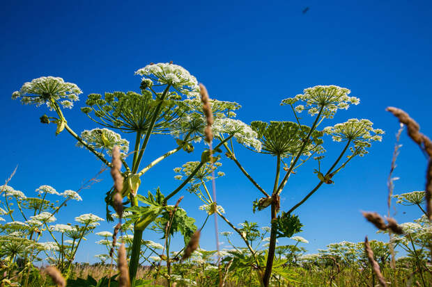В "Яндекс" создали ИИ для обнаружения борщевика на спутниковых снимках