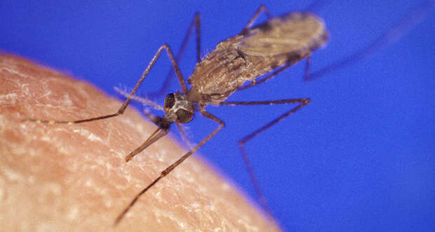 A photo of an Anopheles gambiae mosquito on human skin
