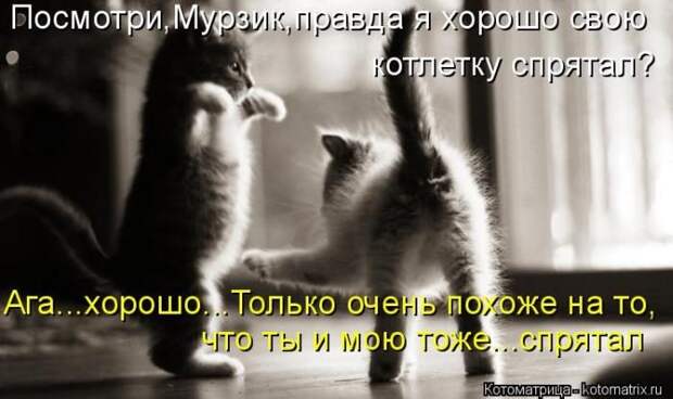 Лучшие котоматрицы недели