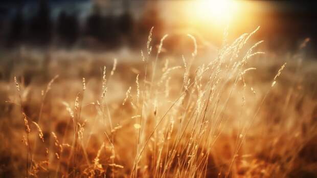 close-up-wallpaper-morning-sun-grass-wheat-forest-happiness