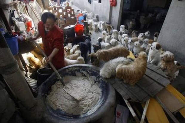 Китайский повар взял под опеку брошенных собак