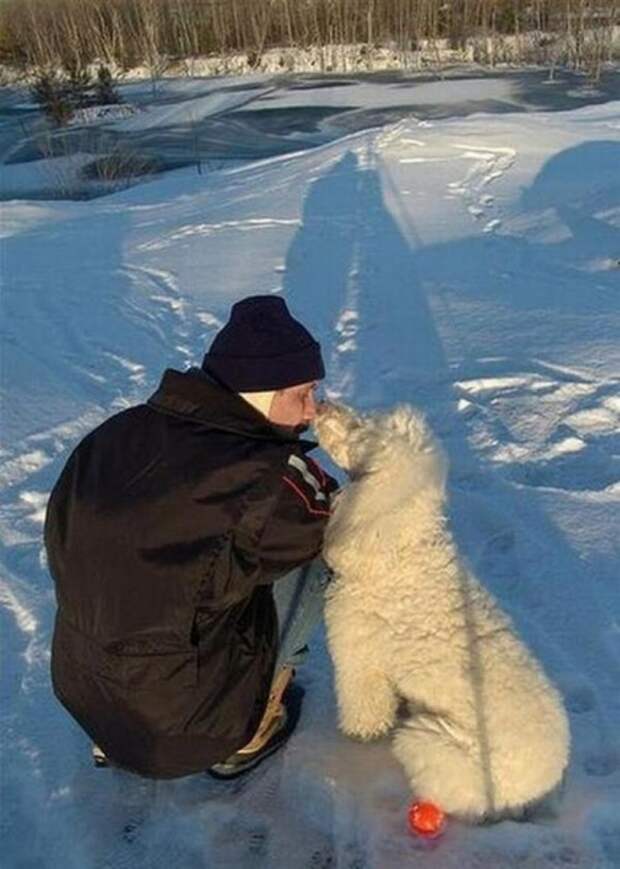 Ни дня без верного друга! (35 фото)