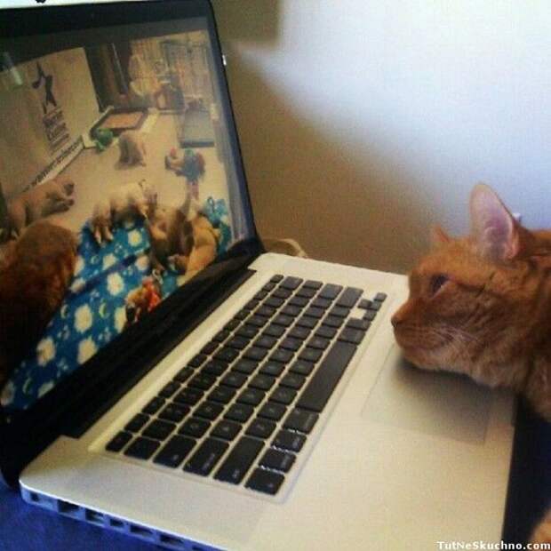 Catsmob.com - The coolest pics on the net!