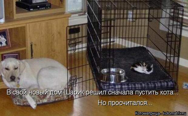 Котоматрица: В свой новый дом Шарик решил сначала пустить кота... Но просчитался...