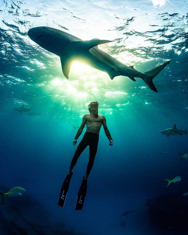 Андре Масгроув (André Musgrove) и его невероятные подводные снимки