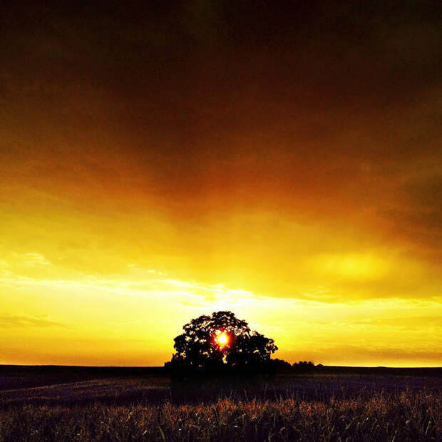 oak09