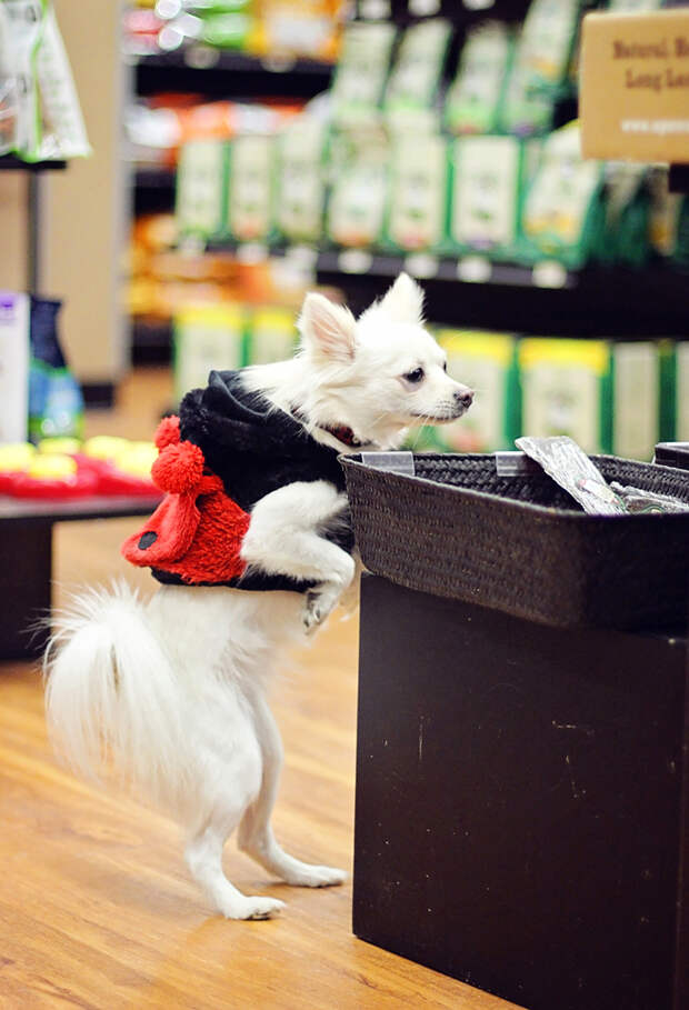 IMG_dog1web.jpg IMG_dog1web.jpg