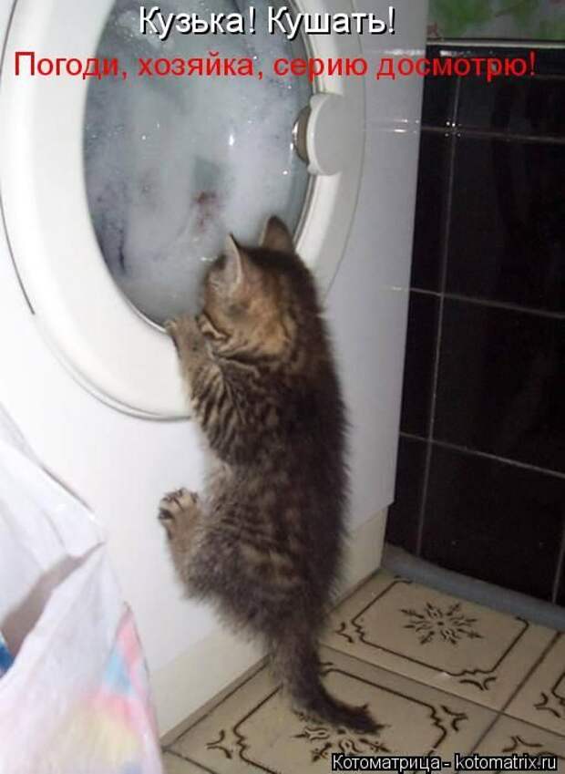 Лучшие котоматрицы недели