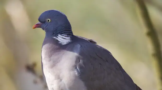 В московском парке нашли краснокнижного вяхиря