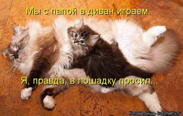 Лучшие котоматрицы недели