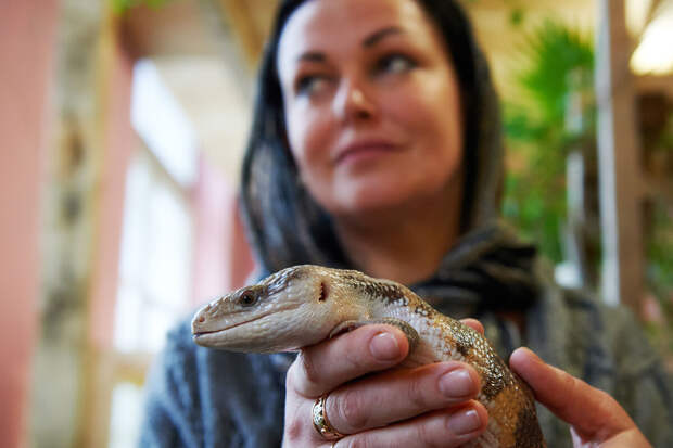 NatNeuro: ящерицы, птицы и люди спят в одном ритме более 300 миллионов лет