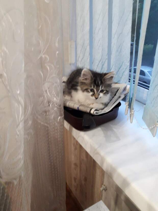 котенок сидит на окне