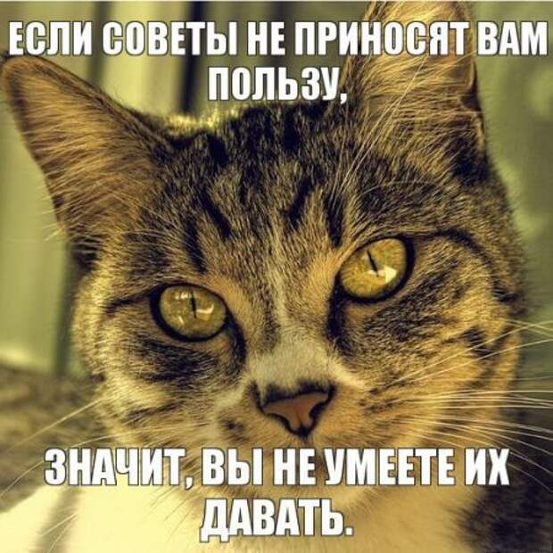 Интересные фразы с картинками о жизни и с юмором.