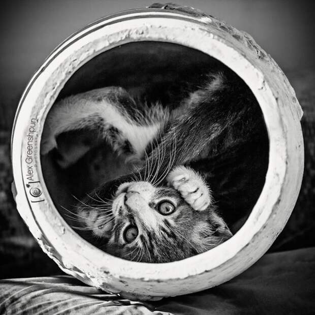 черно белые фотографии кошек (13)