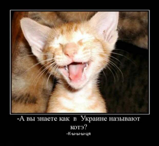 Картинки демотиваторы с приколом.