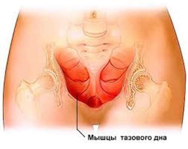 мышцы тазового дна