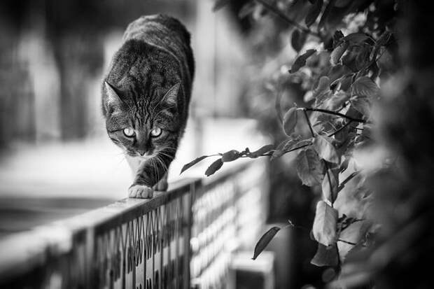 Кошки, которые сидят в неудобных местах: фотопроект Sabrina Boem Кошки, которые сидят в неудобных местах: фотопроект Sabrina Boem
