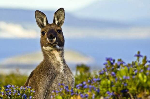 Забавные Животные