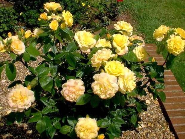 Сорт «Чайнатаун»