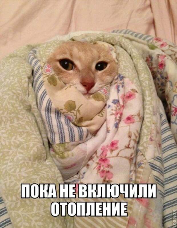 30 лучших картинок с фразами. Жмите Лайк!