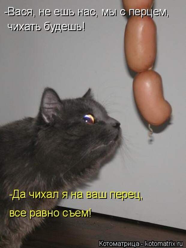 Лучшая котоматрица недели (35 фото)