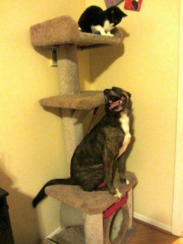 Смешные собаки, которые думают, что они кошки Смешные собаки, которые думают, что они кошки