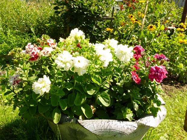 Какие цветы выращивать рассадой с февраля? Часть 1