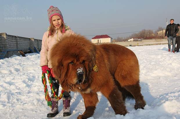 Тибетский Мастиф Тибетский Мастиф, собака