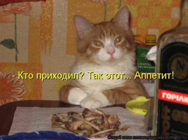 Котоматрицы (картинки с надписями)