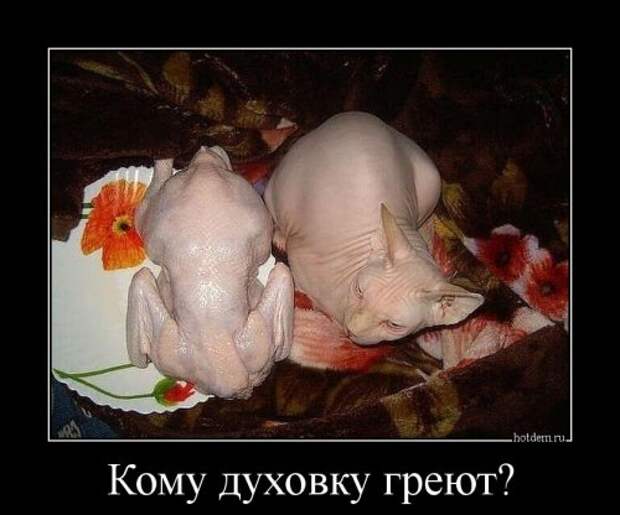 Свежие демотиваторы (16 шт)