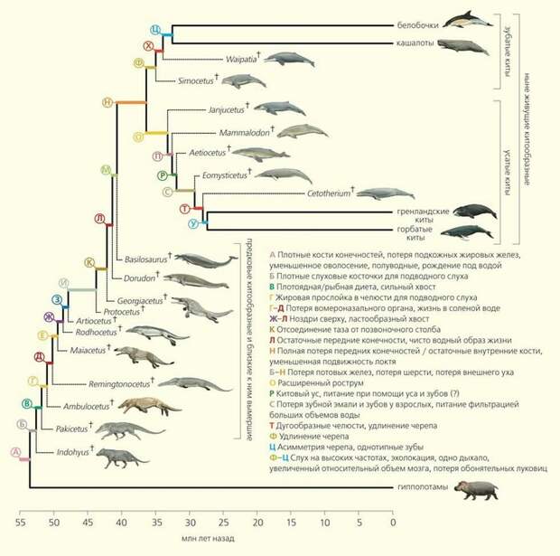 Миллионы лет назад киты ходили на четвереньках и были похожи на выдр