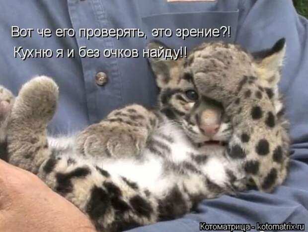 Лучшие котоматрицы недели