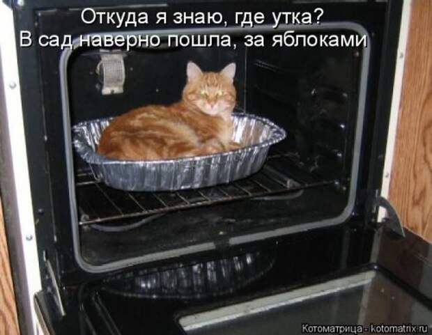 Новая котоматрица для всех (23 фото)