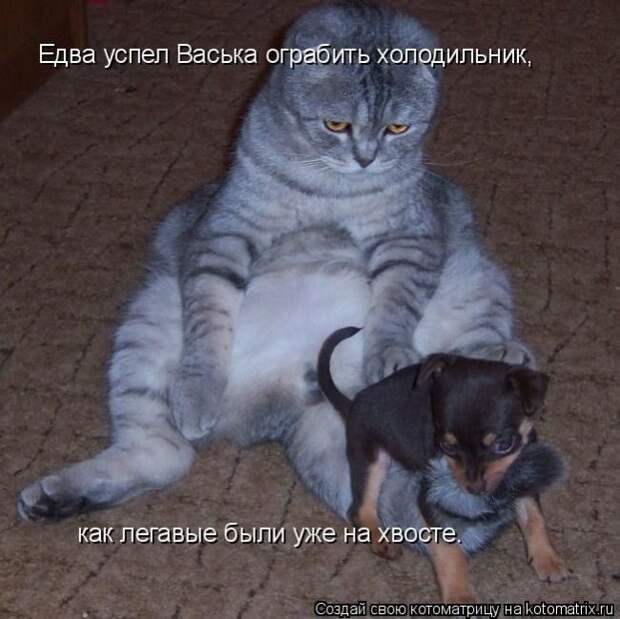 Лучшие котоматрицы недели