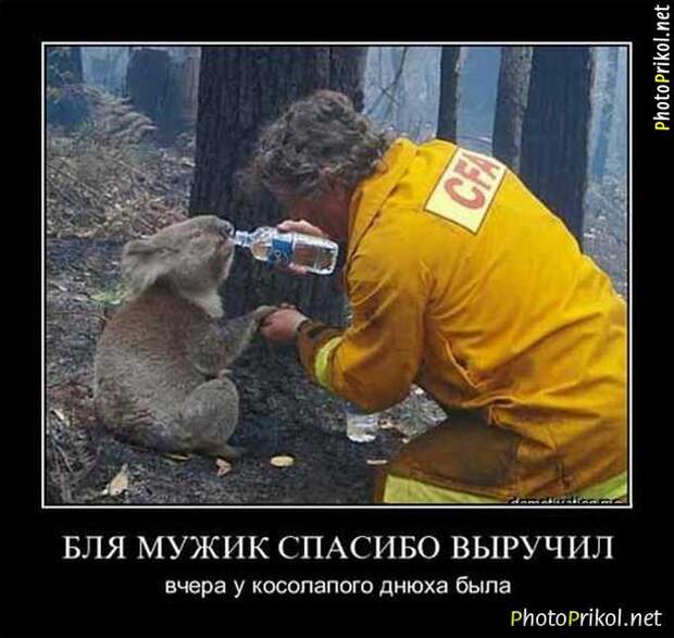 Демотиваторы смешные новые (40 картинок)
