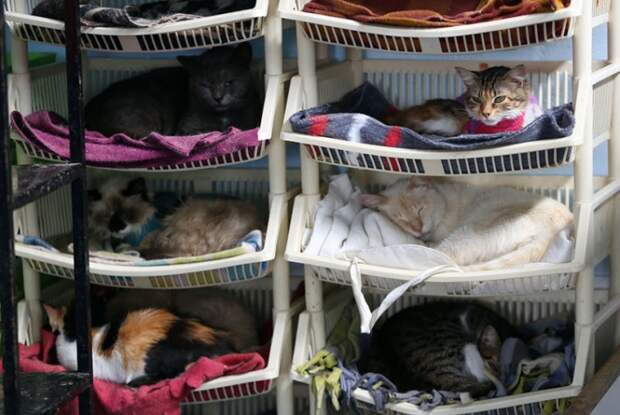 Женщина превратила свой дом в приют для 175 тяжелобольных кошек Мутантов, кошек, сотни